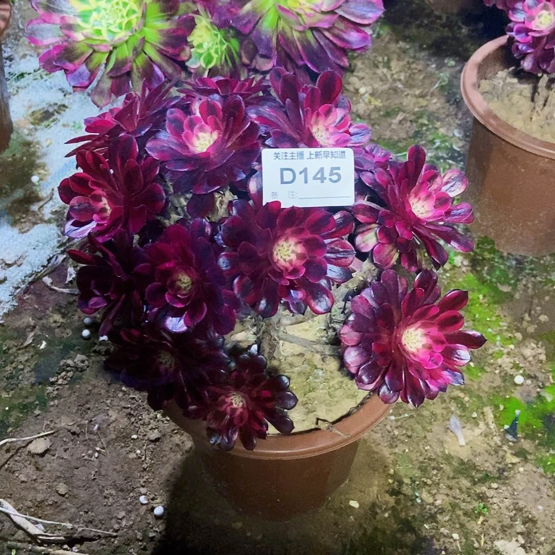 榕多肉14500000000000