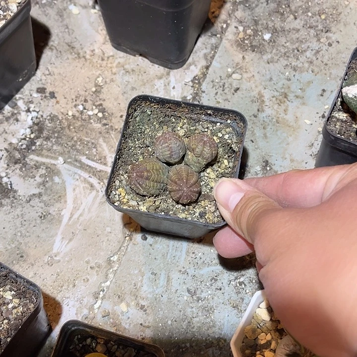 满38包邮2天凑单，脱土晾根发货多肉植物有瑕疵