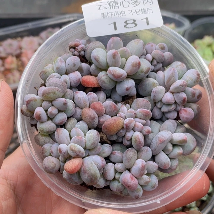 云糖心多肉植物181