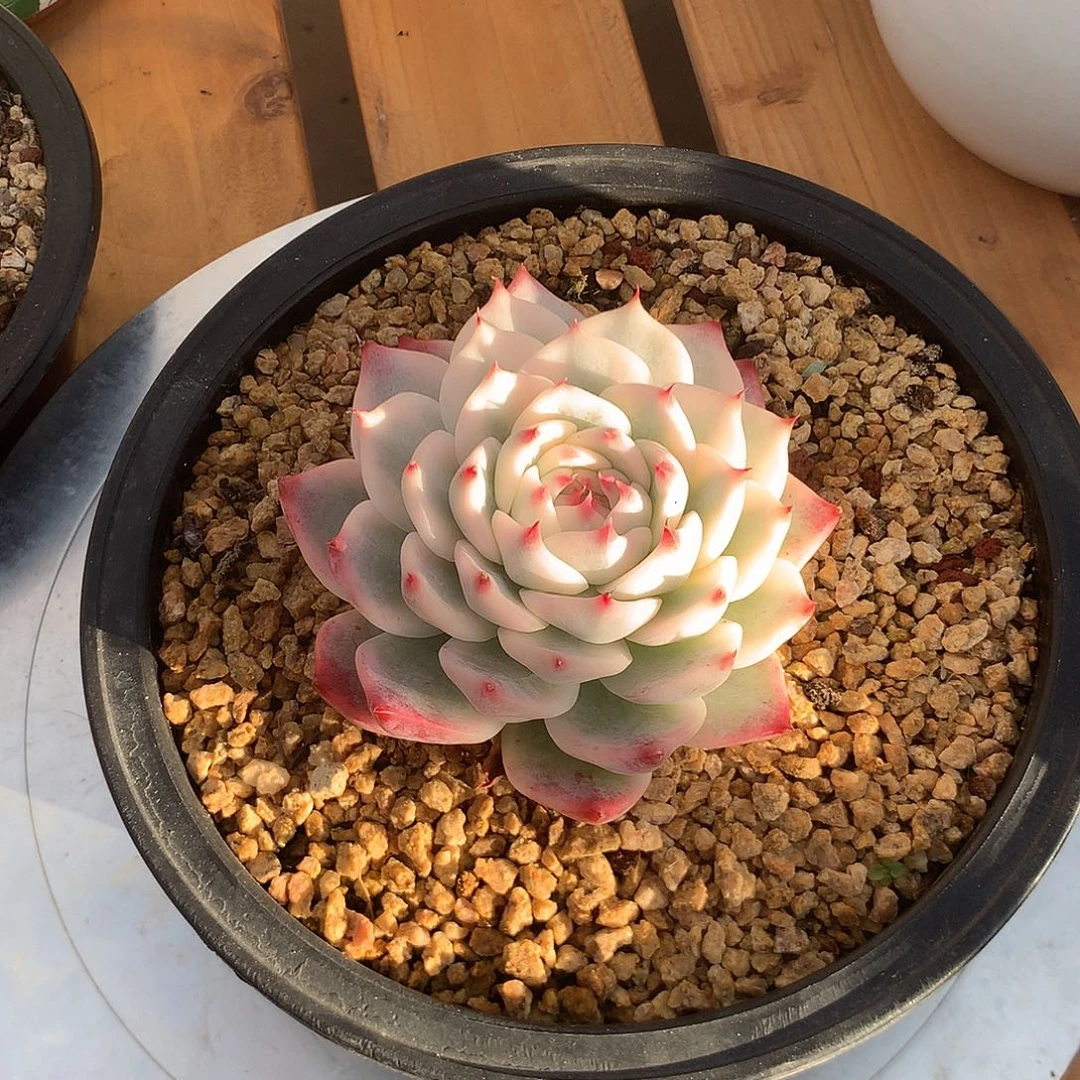 吉娃娃宽锦吉娃娃