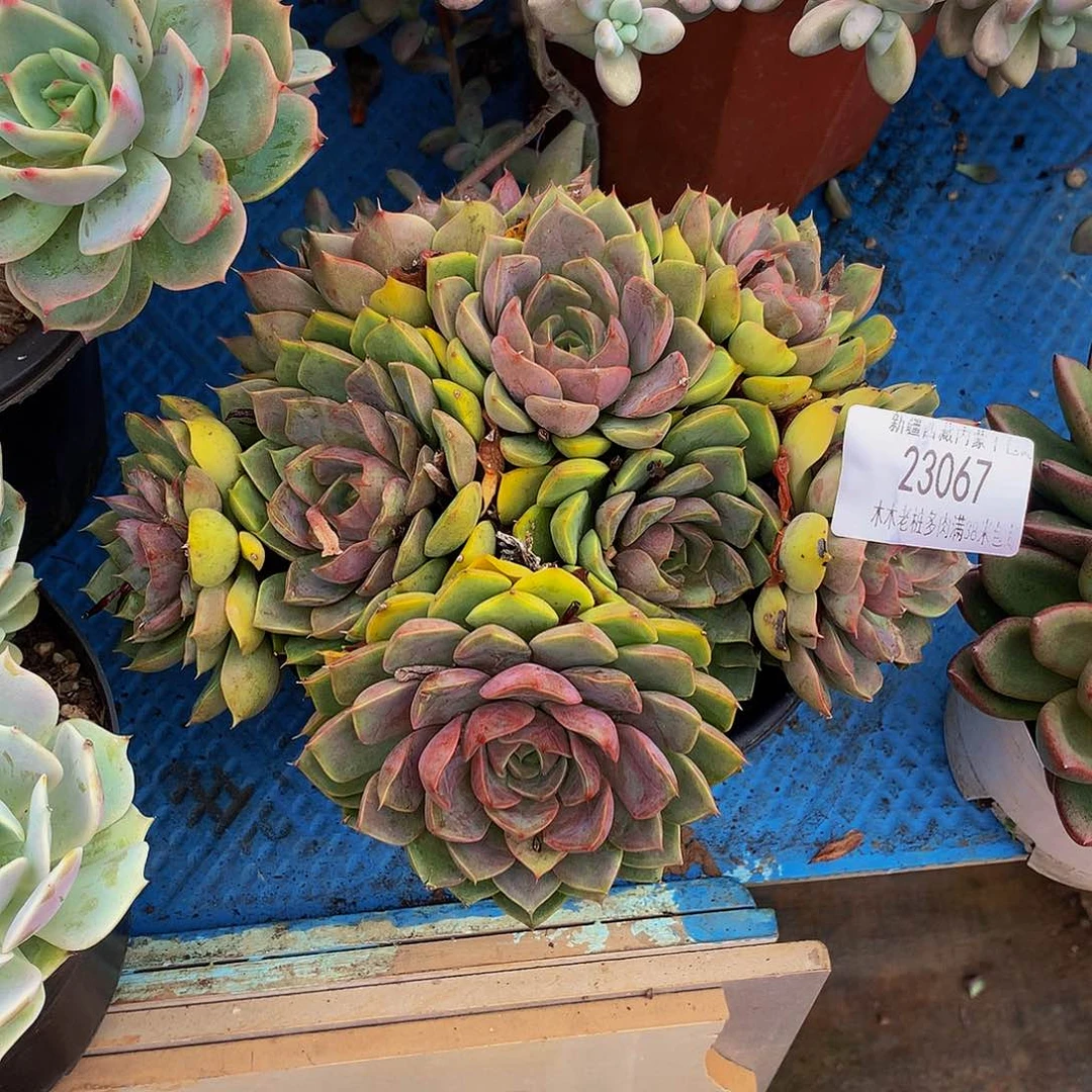 爱****   玫瑰夫人多肉23067