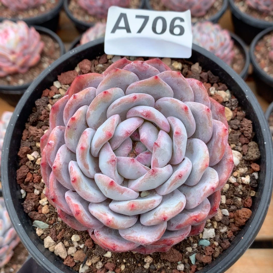 A706 64专拍S108橙梦露