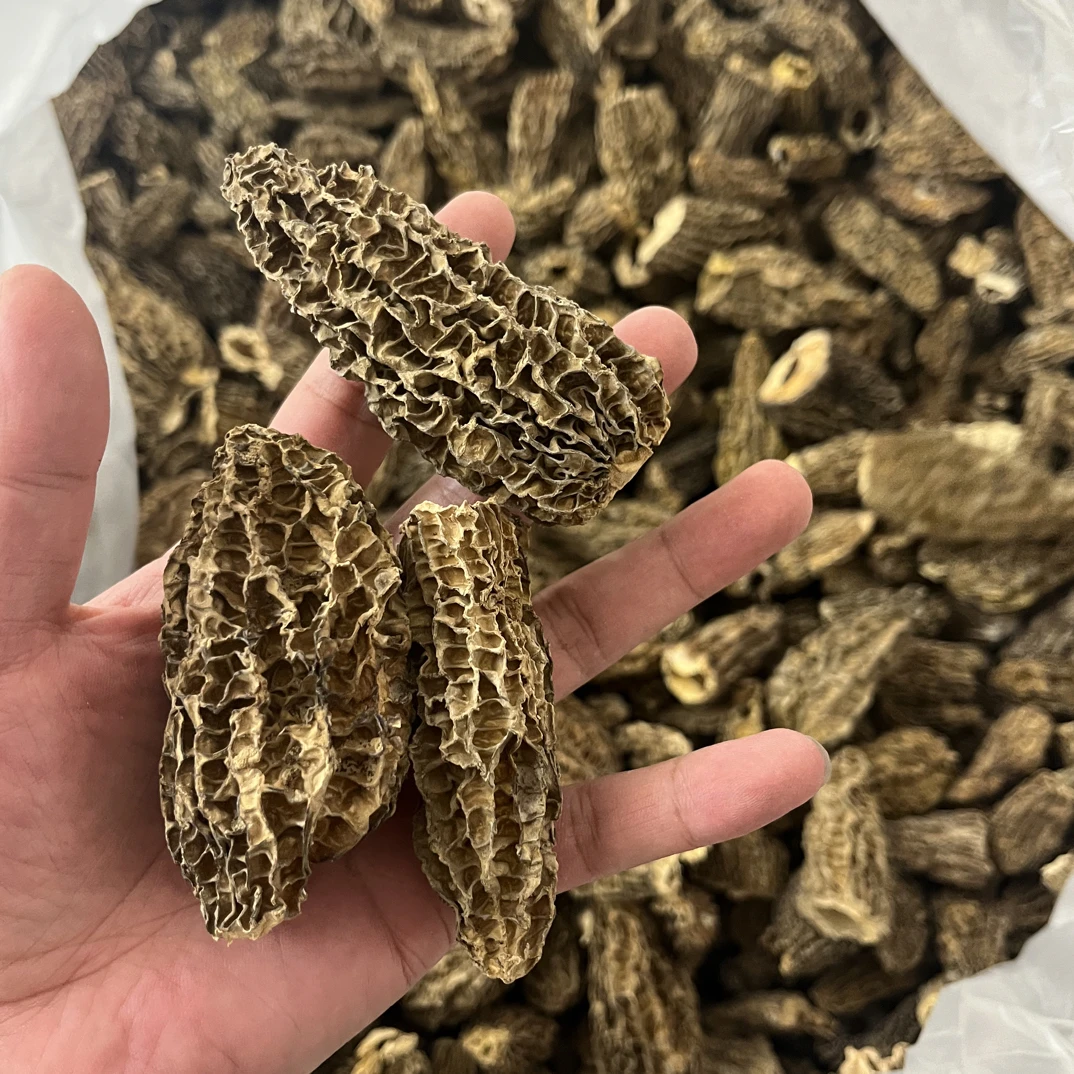 大个轻微破损羊肚菌超高性价比