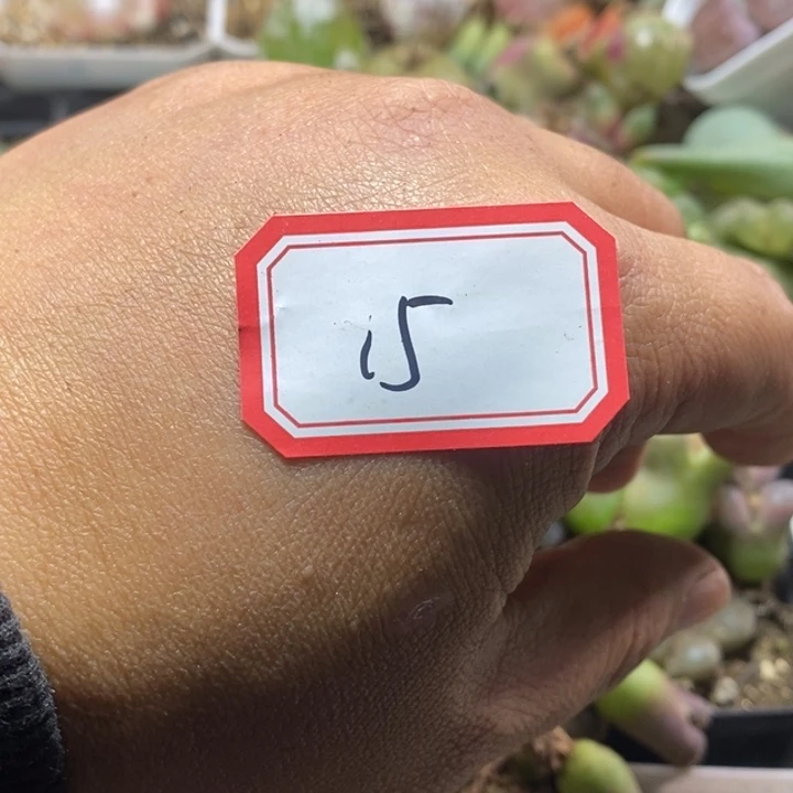 心****23565556555655555555588