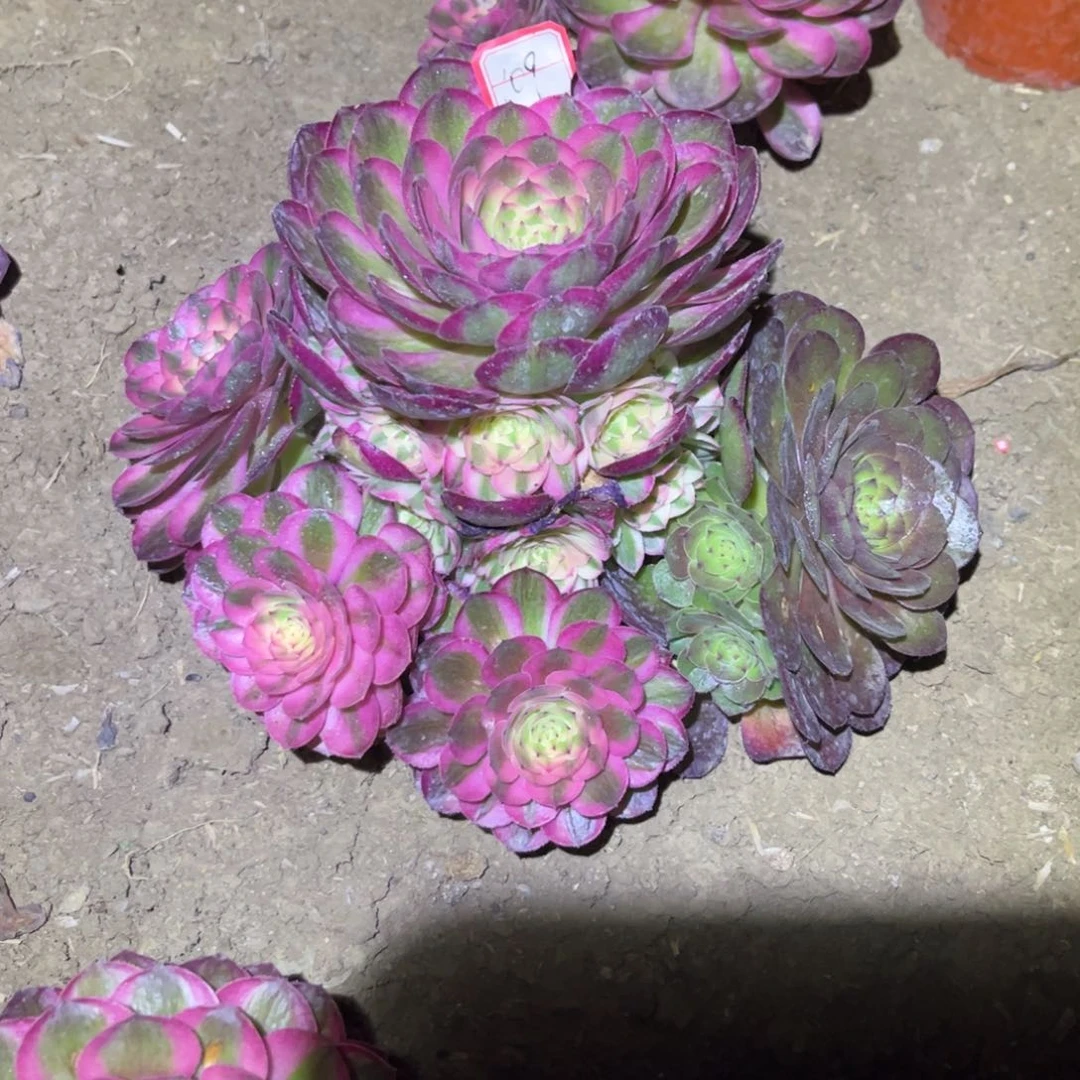 109多肉植物荔枝阴阳