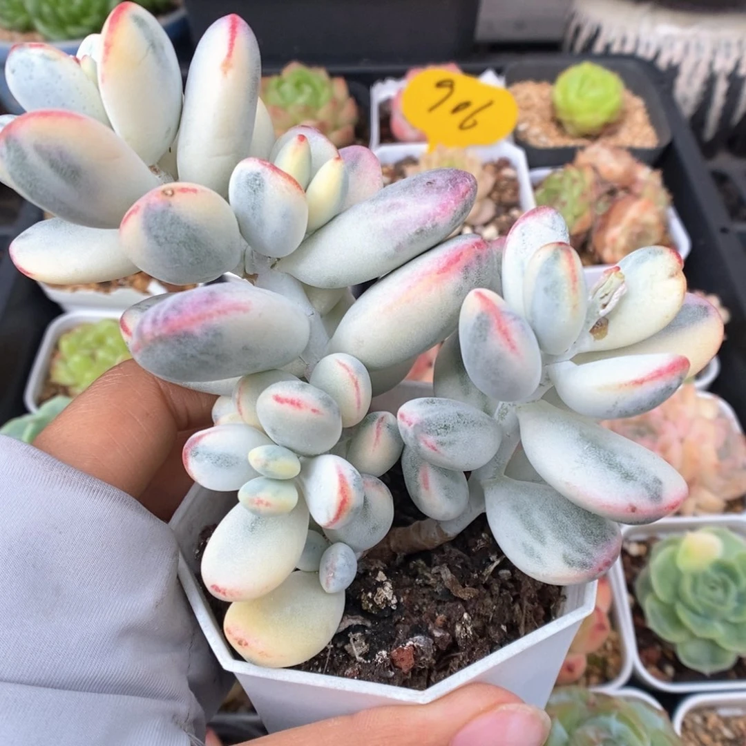 乒乓福娘锦可拍。