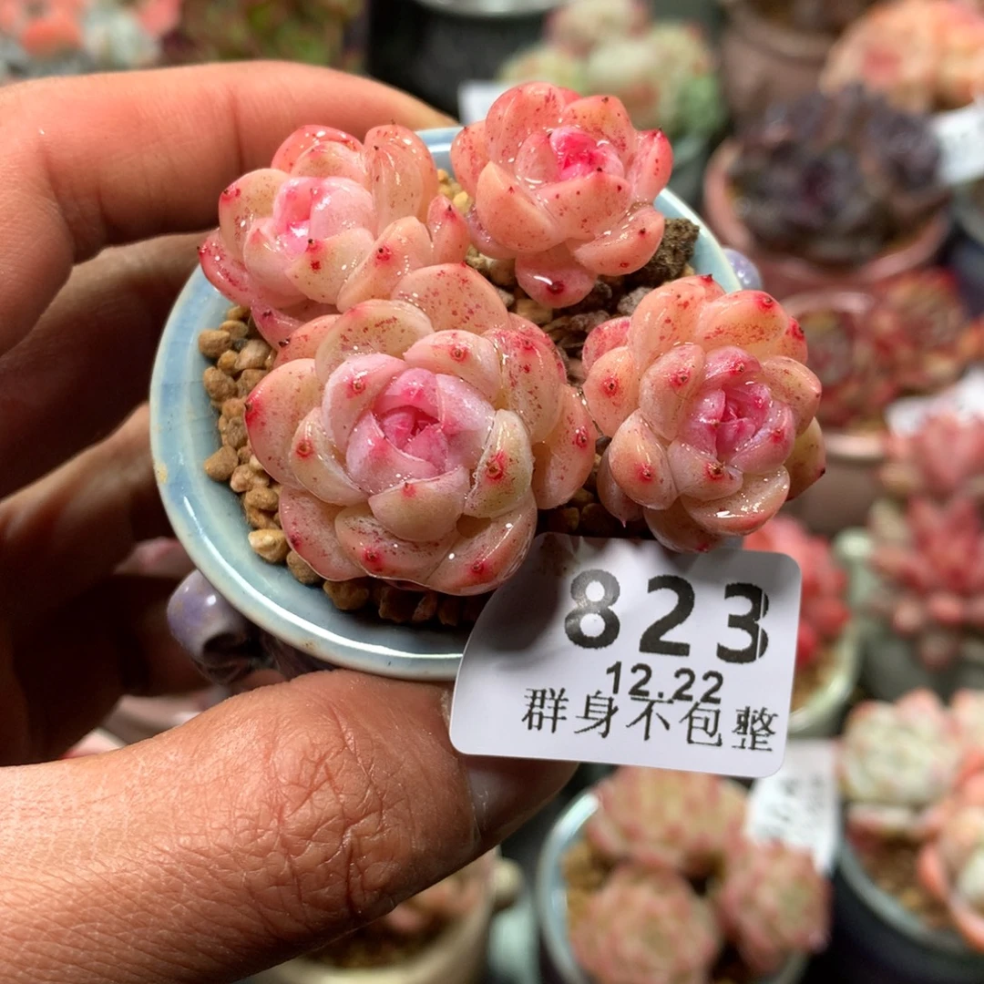 精控拇指盆12.22823