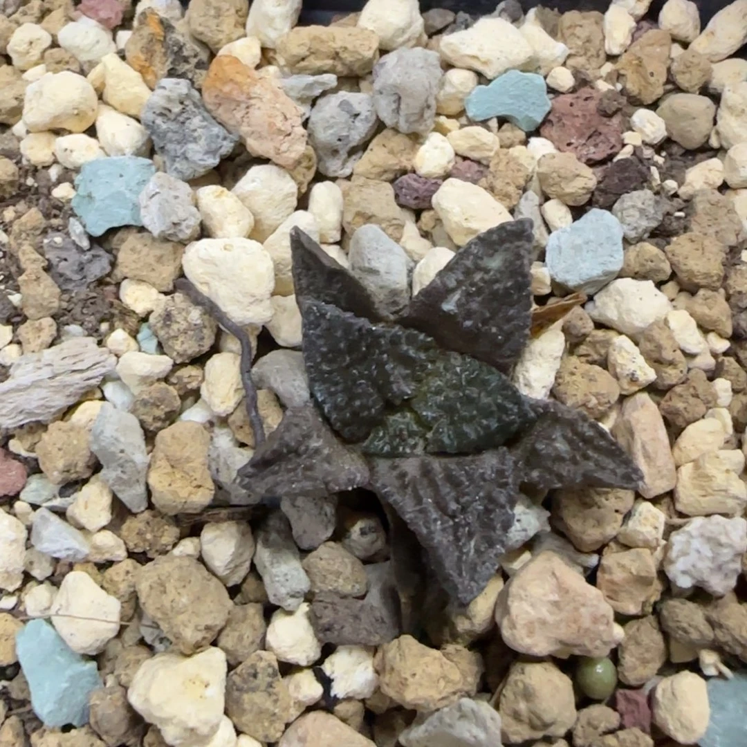 1-2实生哥斯拉草球多肉