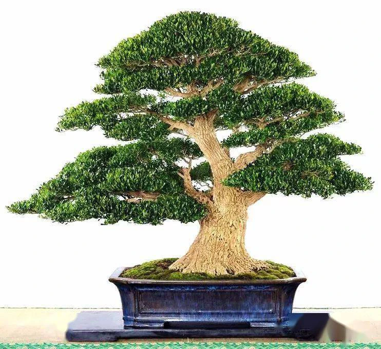 【一物一拍】小叶皱皮雀舌黄杨盆景室内外绿植园艺高端造型老桩盆栽