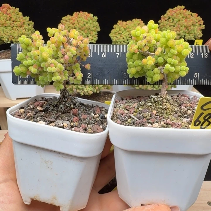 c68号金桔冠服4两棵