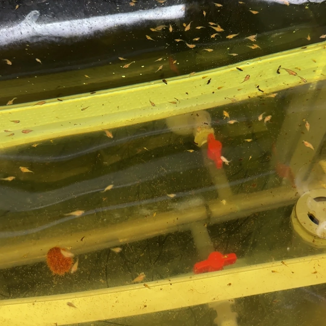 孔雀鱼黄蕾丝玻璃猫小苗子10条随机