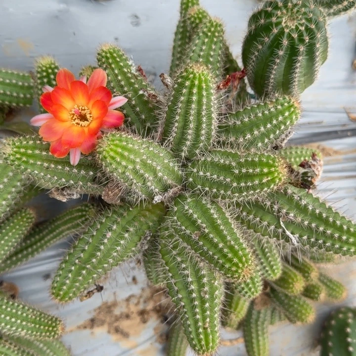 苗接白檀侧芽一个356