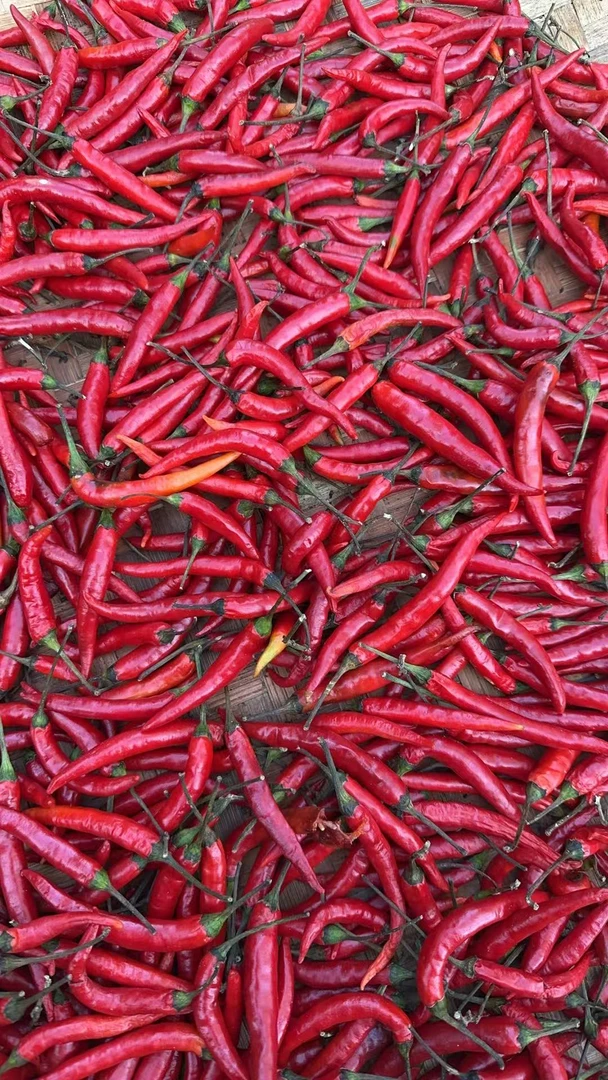 【自发】云南特色高原小米辣红