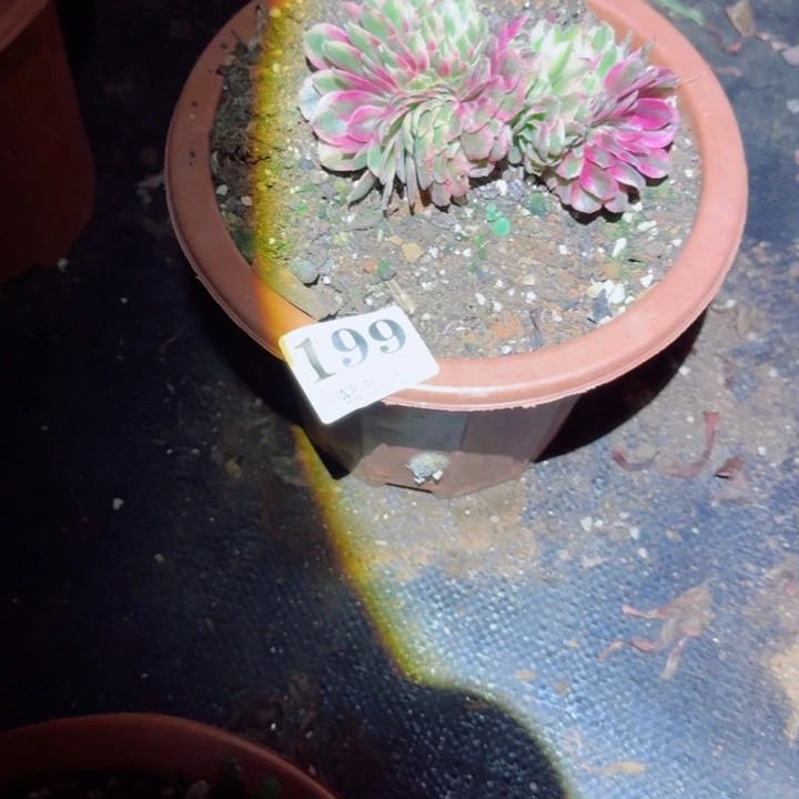 199荔枝缀化多肉植物满28包邮