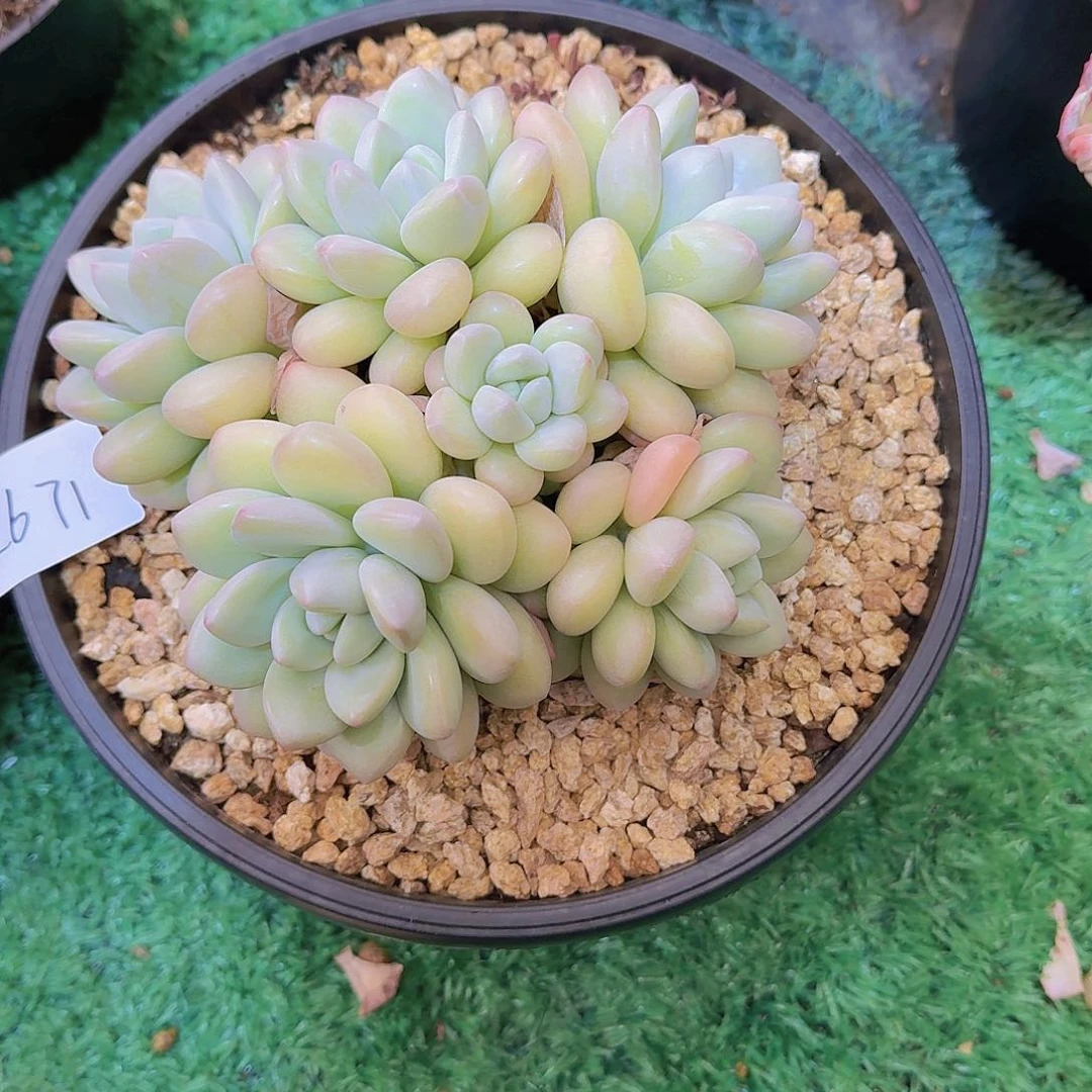 丫**2671泡泡糖多肉