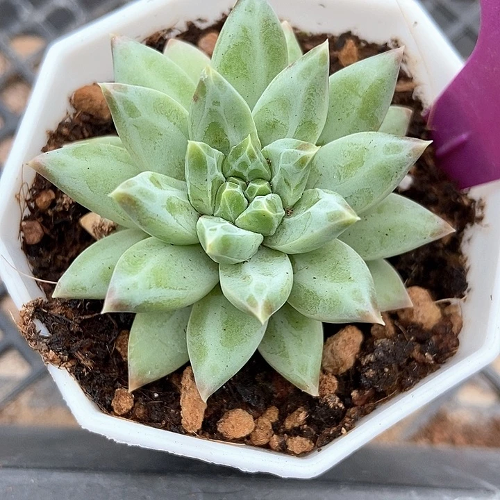 多肉植物无名氏美人1978