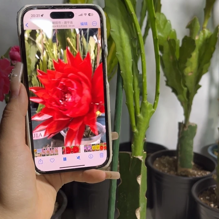 当前无花栽培后可以开花261