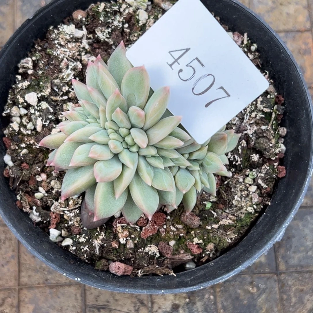 雾*命4507多肉多多多多多多多