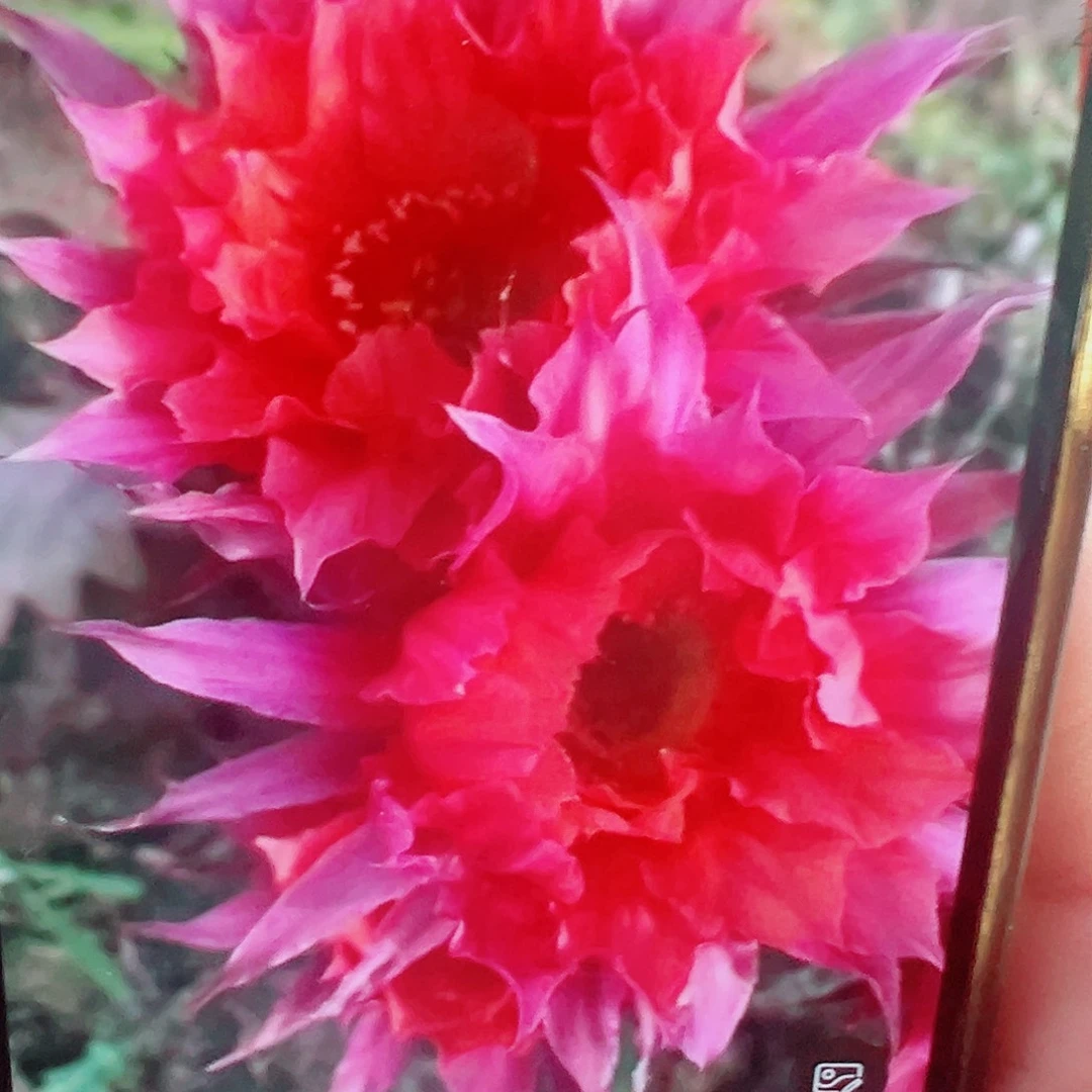 彩草 红袖 侧芽 满20包邮