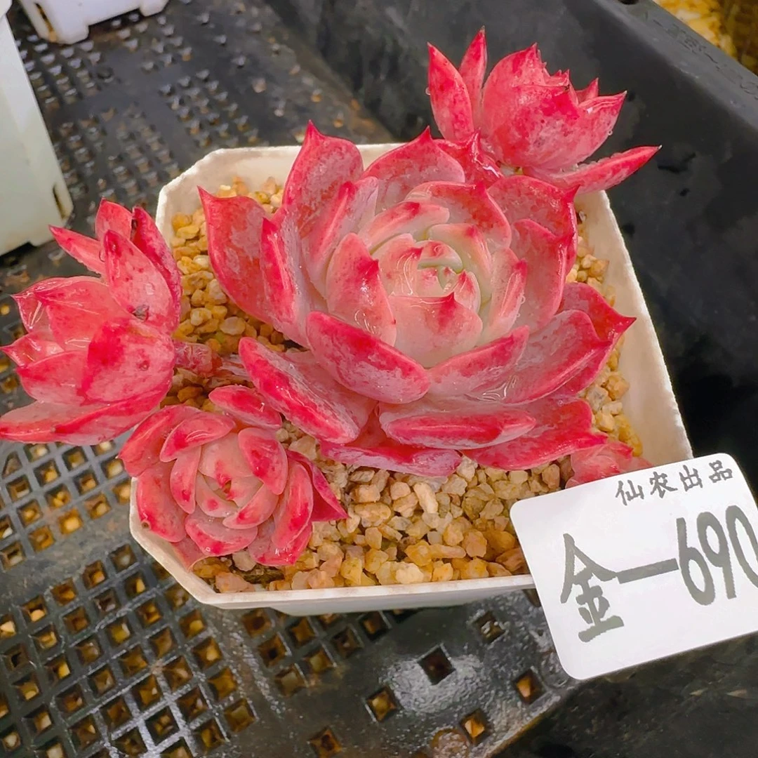 仙农出品多肉，690、仙农出品多肉