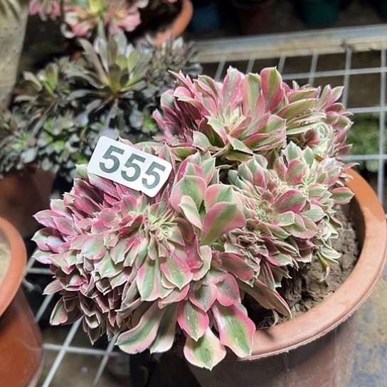 依***阁多肉植物一个女巫555