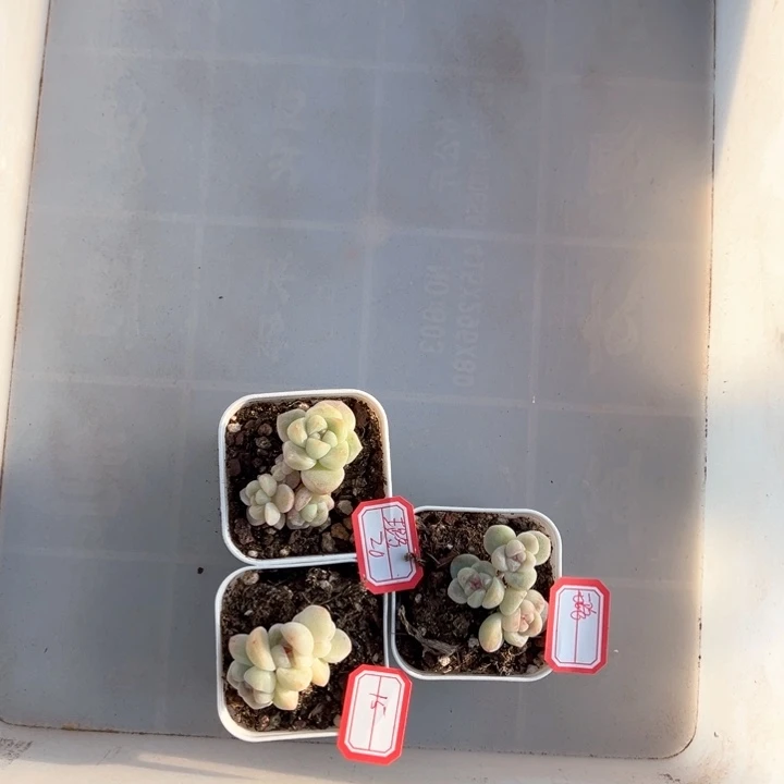 璐一物一拍专拍的