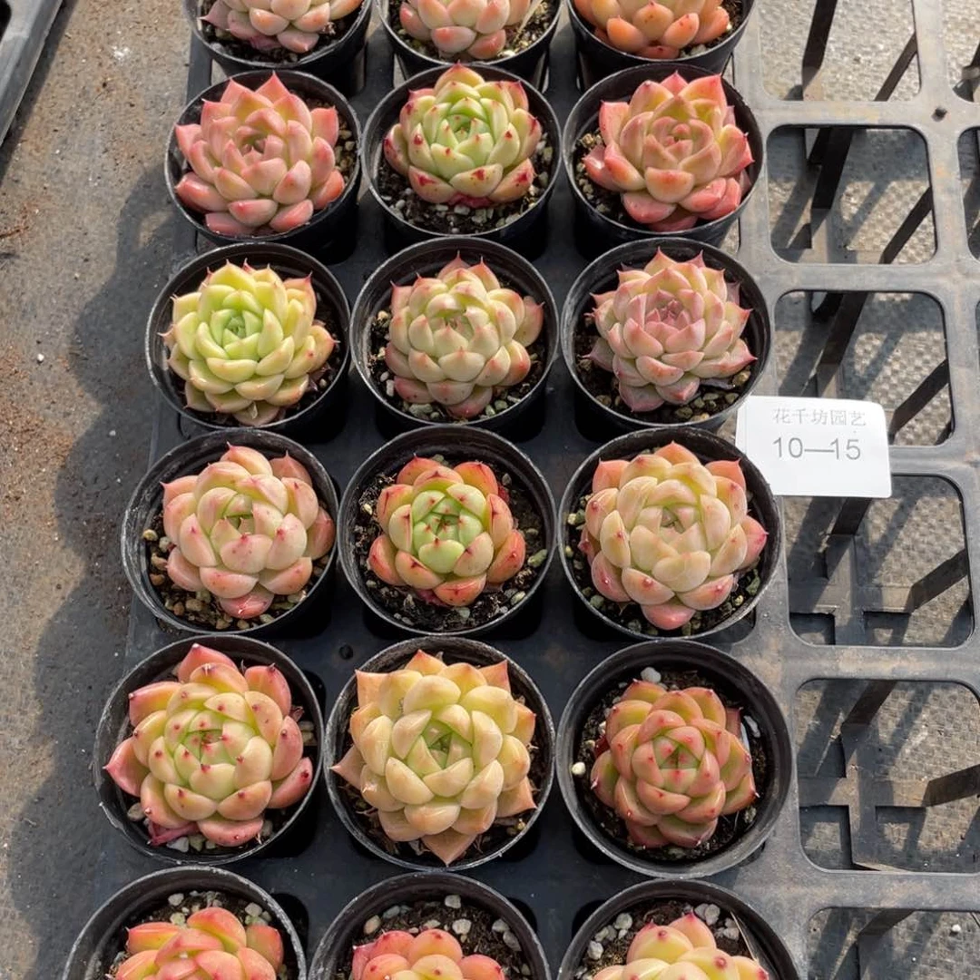 一物一拍18颗10-15