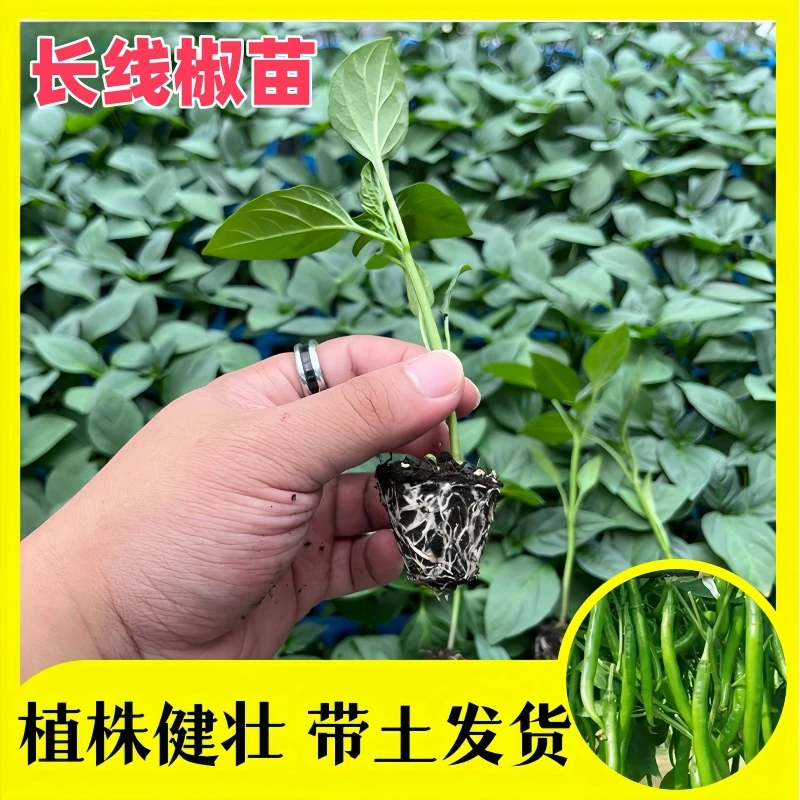 辣椒苗甜椒彩椒盆栽春季耐寒小米辣种子苗小尖椒秧苗蔬菜特辣四季