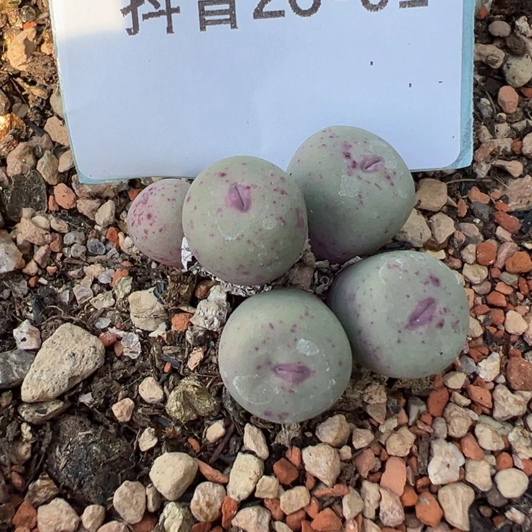 26-01肉锥多肉植物，