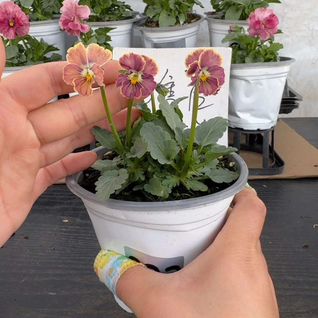 全部花朵623号心跳