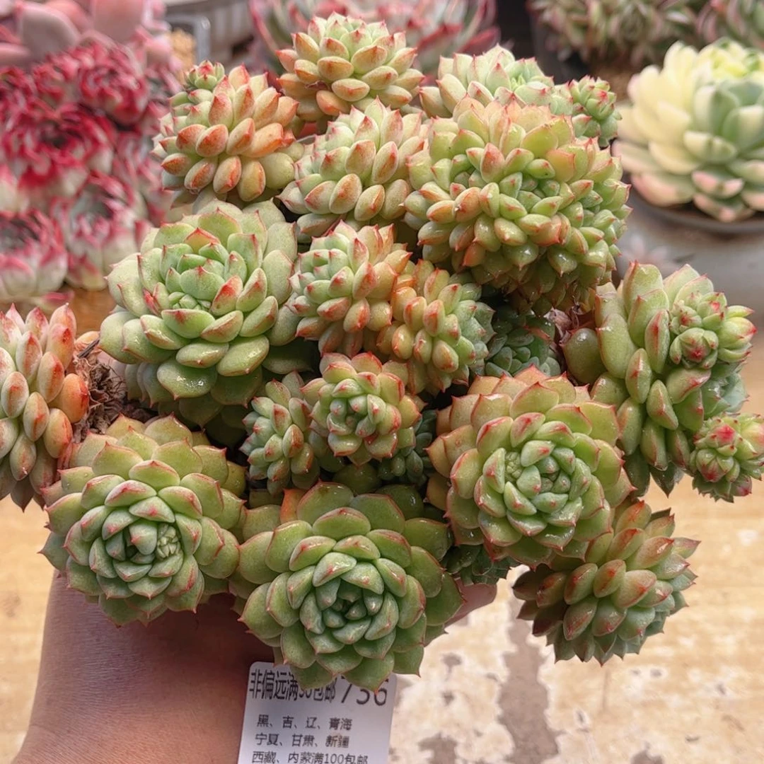 736熊猫脸德华多肉