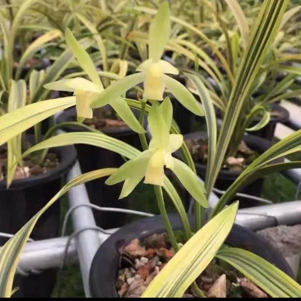 翁源建兰名贵兰花卧龙素素花带金边线艺室内办公室花卉盆栽兰花苗