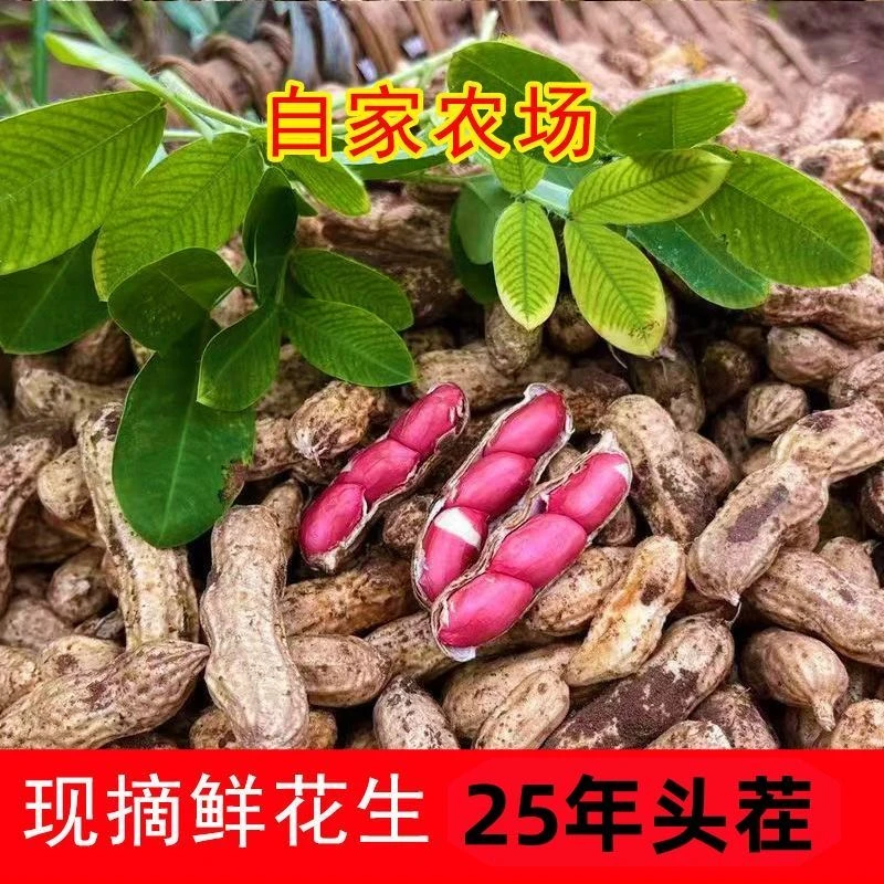 2025新鲜湿花生云南红皮花生水煮带壳带泥小花生新鲜现挖农家自种
