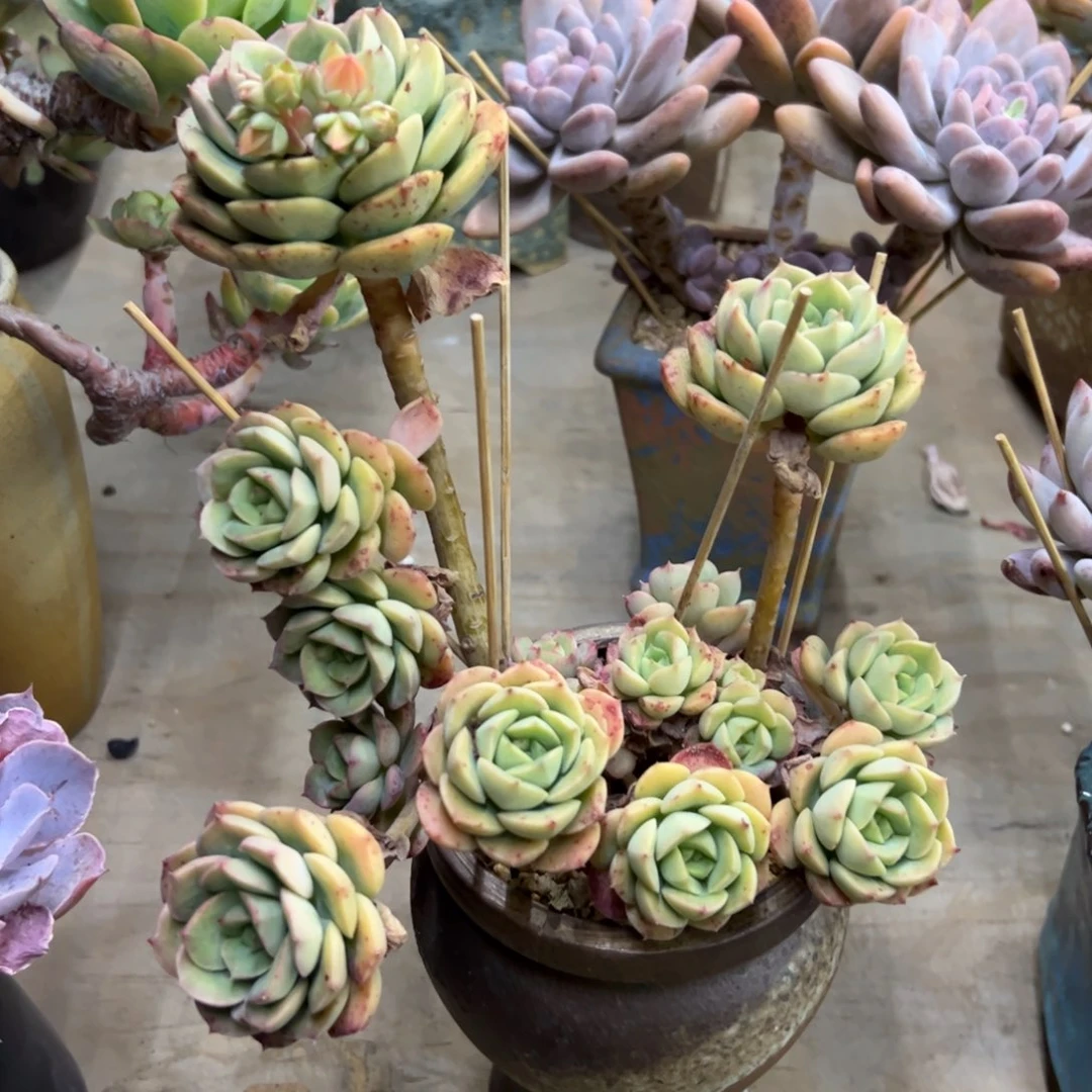 尼克沙拉玫瑰28 零零多肉植物