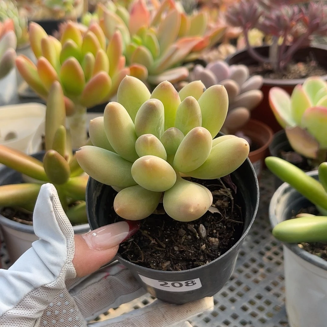 暗纹芒果。 208。 1111111111