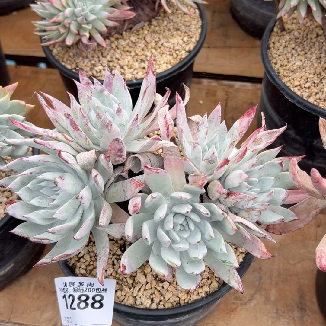 白衣圣徒～一物一拍1288