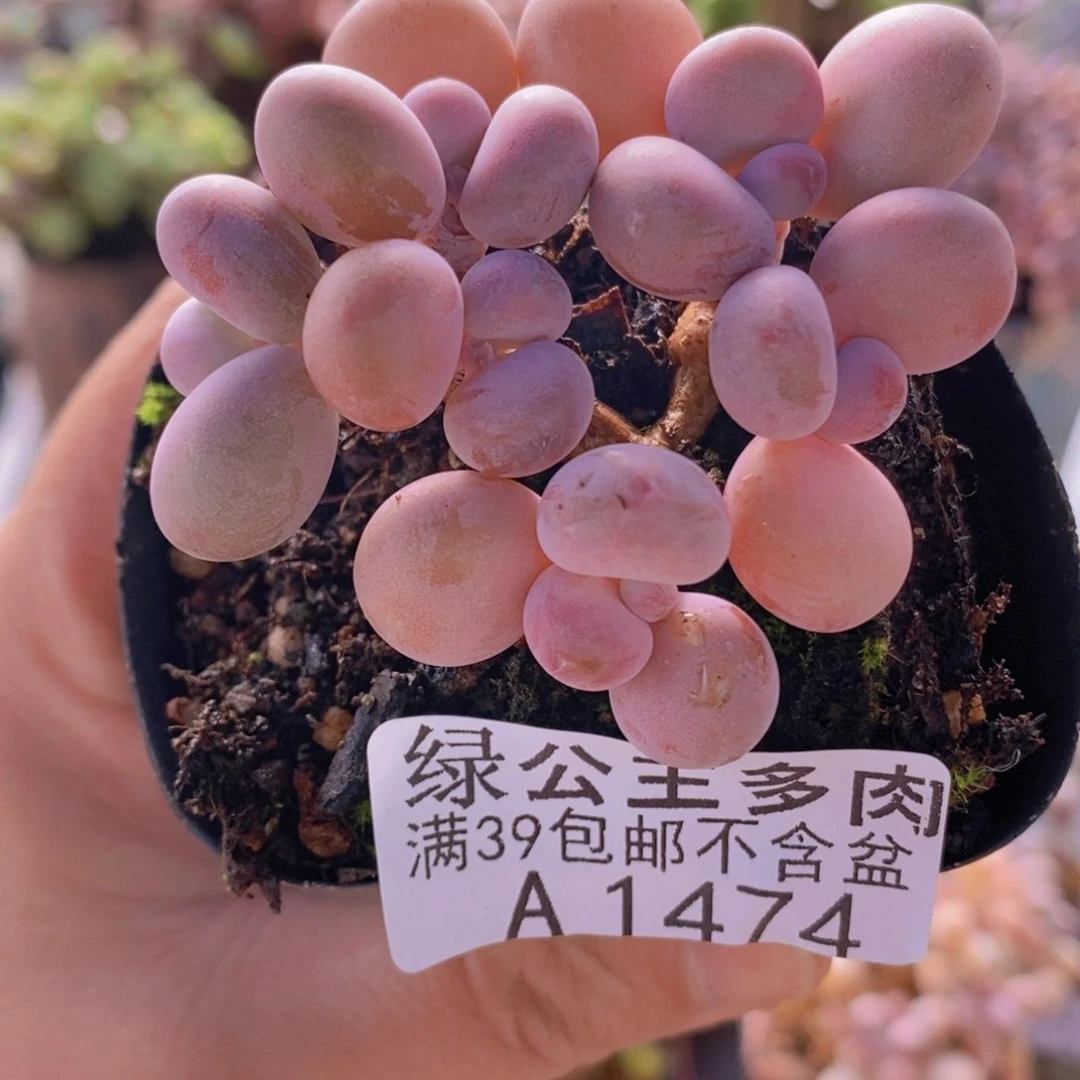 腰子桃蛋6cm1474多肉植物