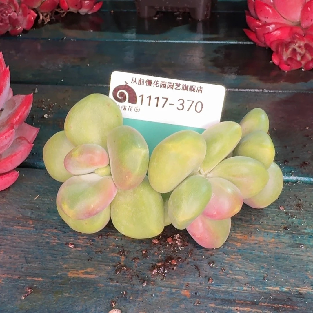从前慢花园多肉编号1117-370