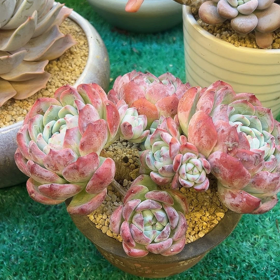 ，，，，，，，，，，，，，，，，，，，