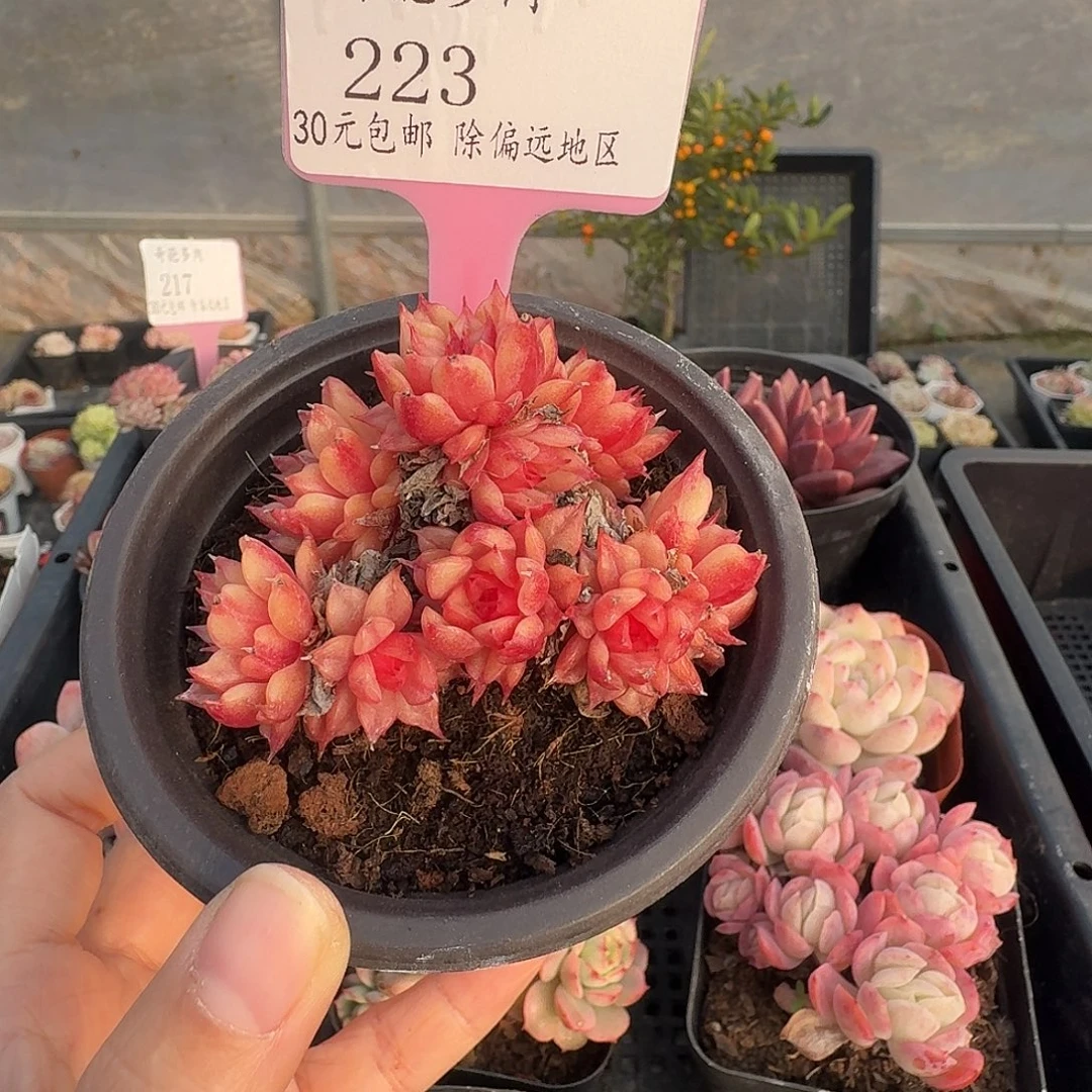 223 脱土 不包整 30元包邮非偏远