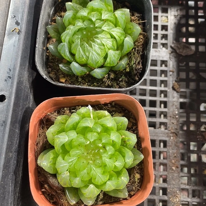 蝉翼5.8带盆土发货