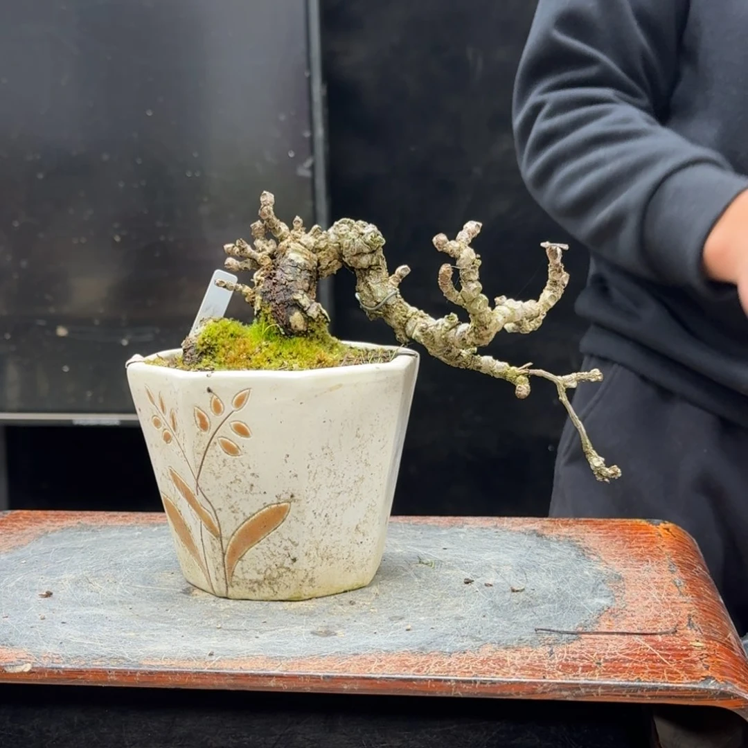 盆景不包邮顺丰到付小**学516