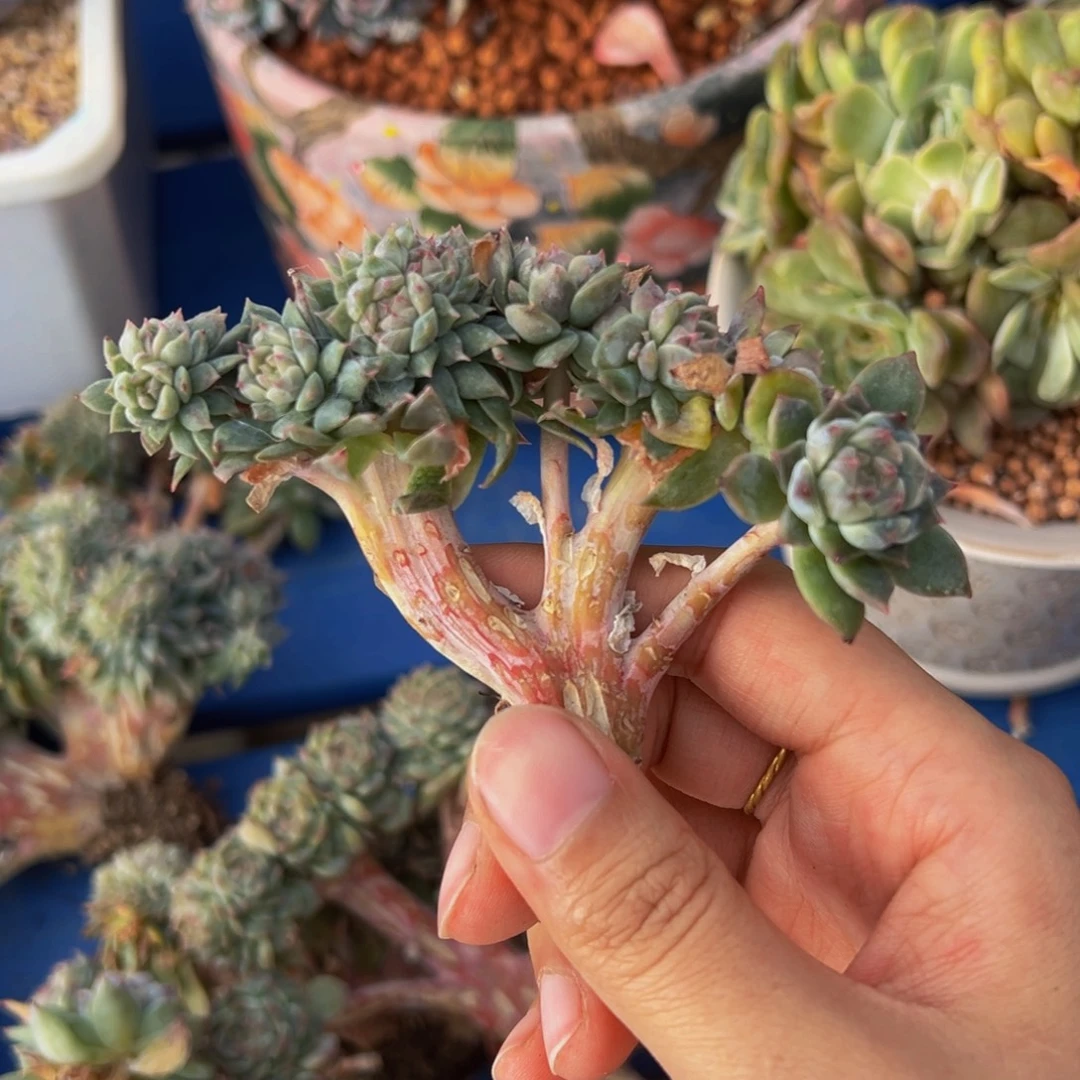 紫心山茶花冰魄缀14朵朵缀