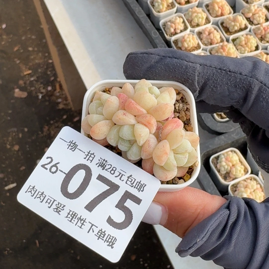 冰玉无盆土发货无盆