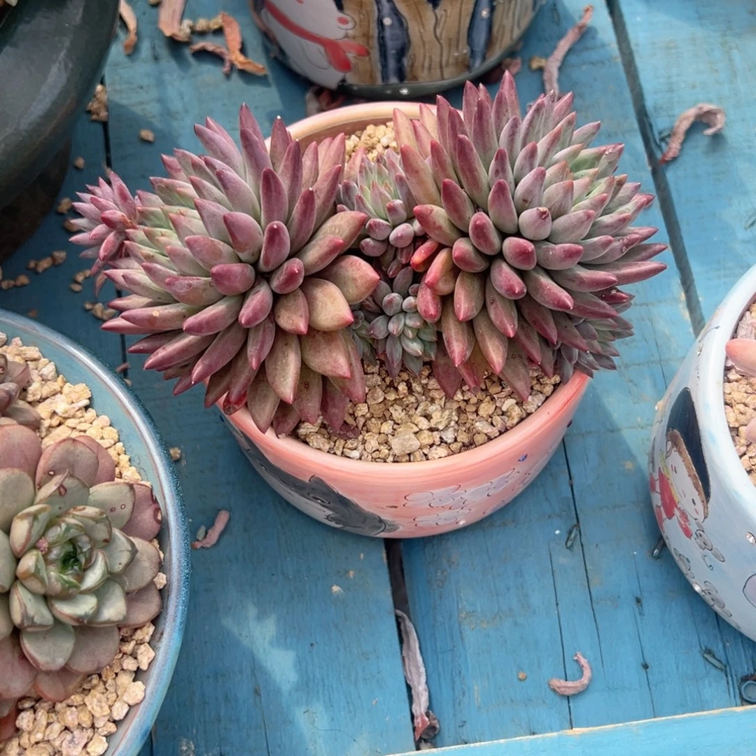 精品多肉植物老桩