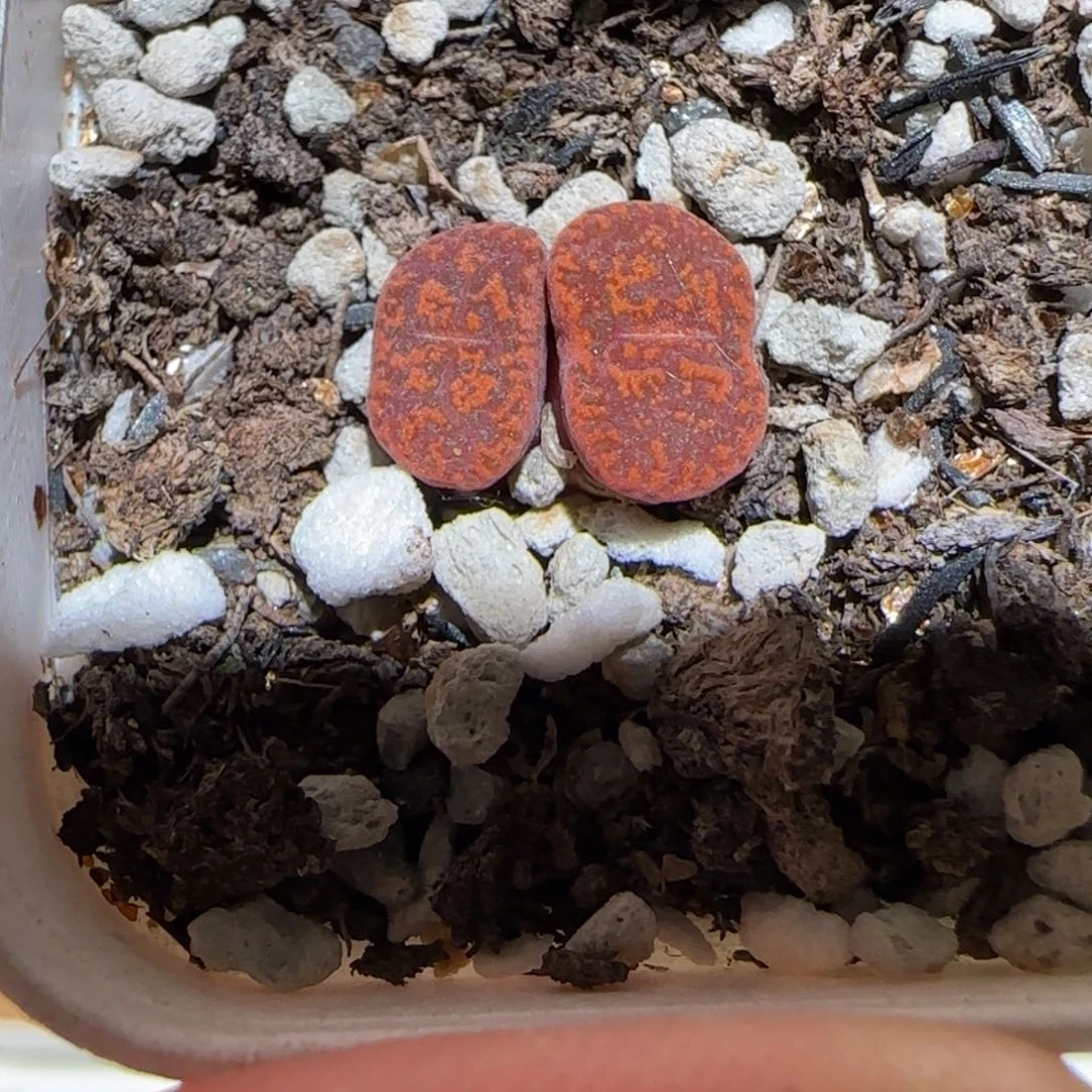 微木园艺多肉-朱雀1642