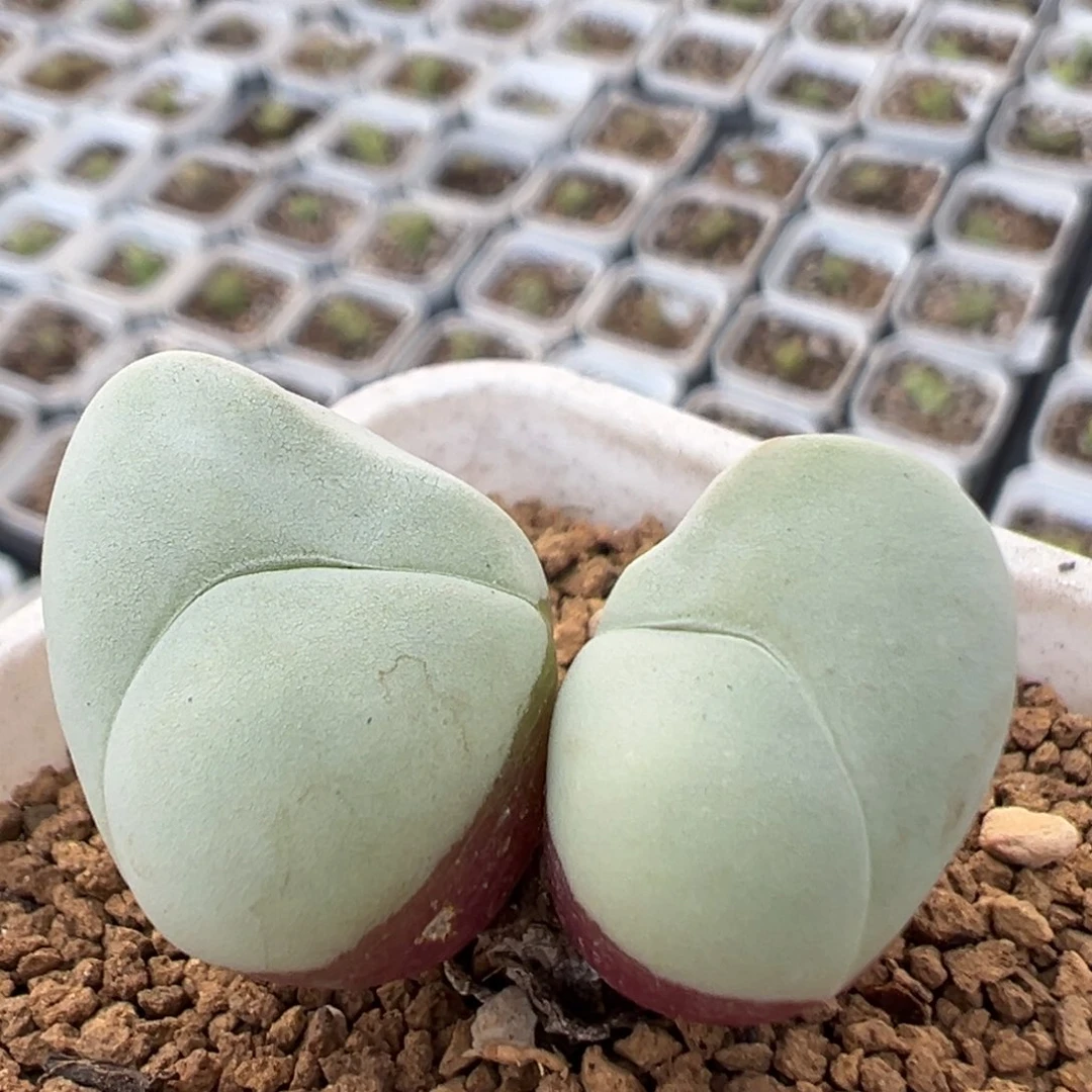 192多肉植物百科白魔