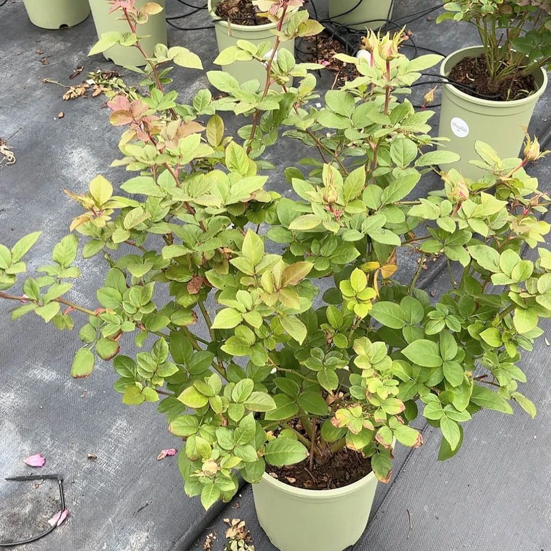 文学3加仑根接苗子