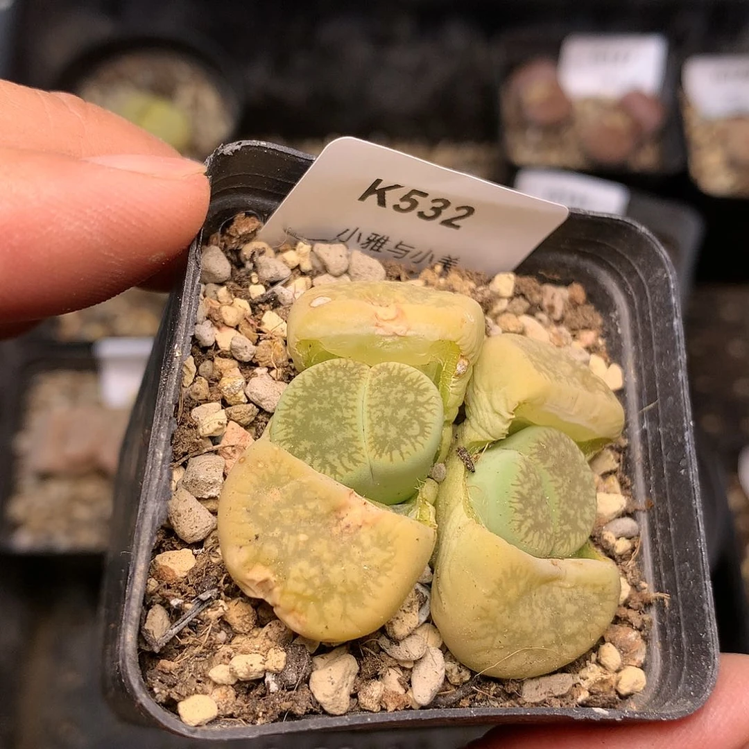 K532多肉植物保护