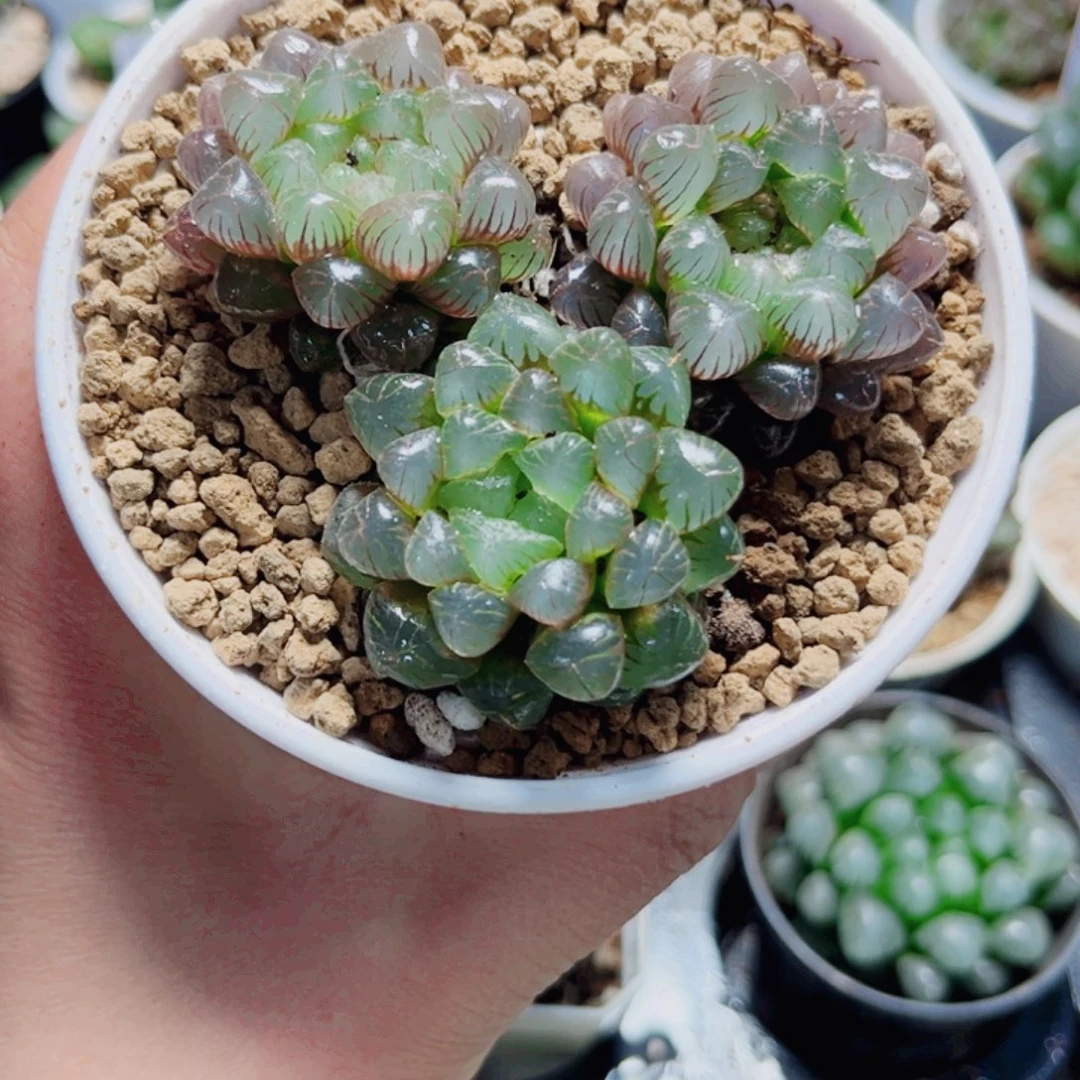 粉姬玉露多肉植物6666